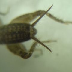 Modicogryllus truncatus
