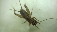 Modicogryllus truncatus