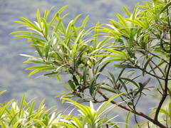 Podocarpus neriifolius