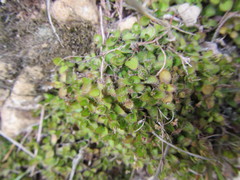 Leptostigma setulosum
