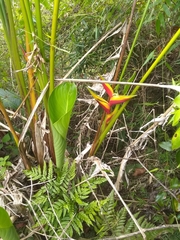 Heliconia bihai