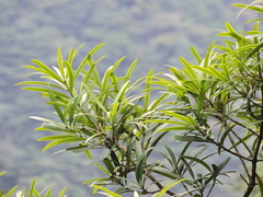 Podocarpus neriifolius