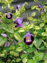Torenia fournieri