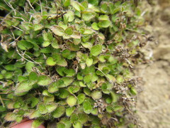 Leptostigma setulosum