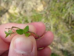 Leptostigma setulosum