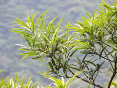 Podocarpus neriifolius