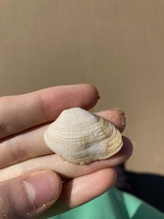 Irus crenatus