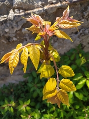 Ailanthus altissima