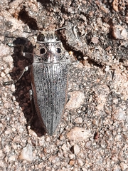 Lampetis quadriareolata