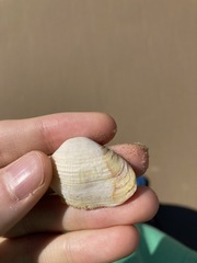 Irus crenatus