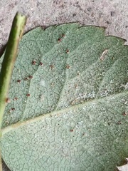 Tetranychus cinnabarinus