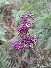 Callicarpa giraldii