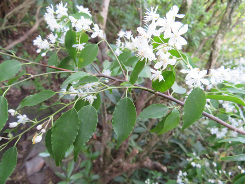 Image of Symplocos myrtacea by (c) Marco Mussita, some rights reserved (CC BY)