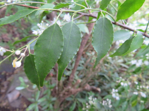 Image of Symplocos myrtacea by (c) Marco Mussita, some rights reserved (CC BY)