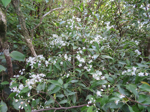 Image of Symplocos myrtacea by (c) Marco Mussita, some rights reserved (CC BY)