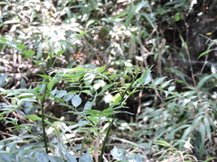 Zanthoxylum scandens