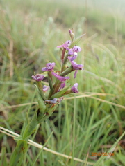Disa stachyoides