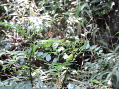 Zanthoxylum scandens