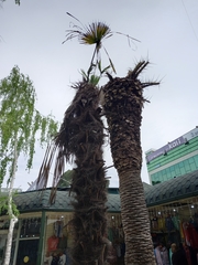 Trachycarpus fortunei