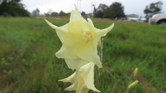 Gladiolus albens