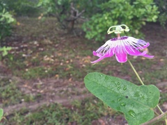 Passiflora urbaniana