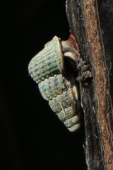 Image of Cerithidea obtusa