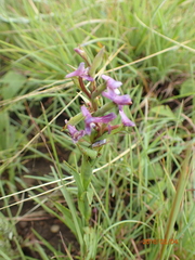 Disa stachyoides