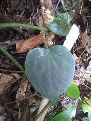 Piperales