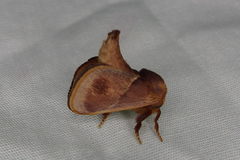 Eloasa bombycoides