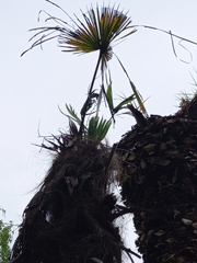 Trachycarpus fortunei