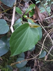 Piperales