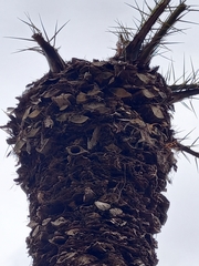 Trachycarpus fortunei