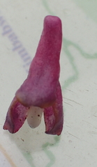 Disa stachyoides