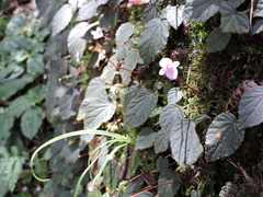 Begonia fimbristipula