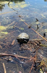 Trachemys scripta elegans