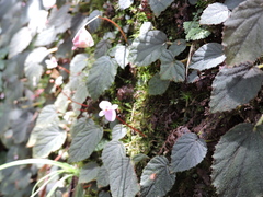 Begonia fimbristipula