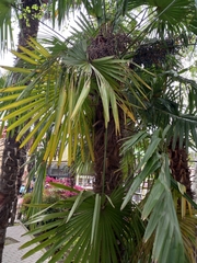 Trachycarpus fortunei