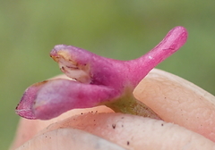 Disa stachyoides