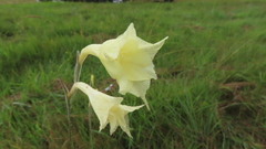 Gladiolus albens