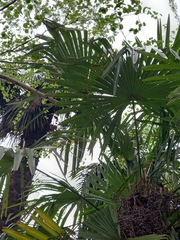 Trachycarpus fortunei