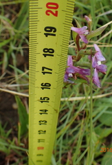 Disa stachyoides