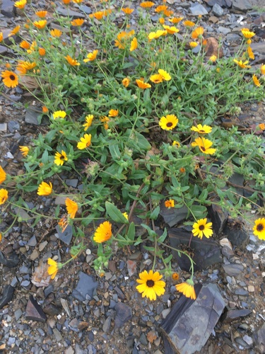 Calendula maroccana image