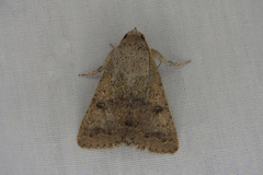 Pandesma submurina