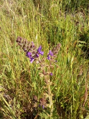 Salvia verbenaca