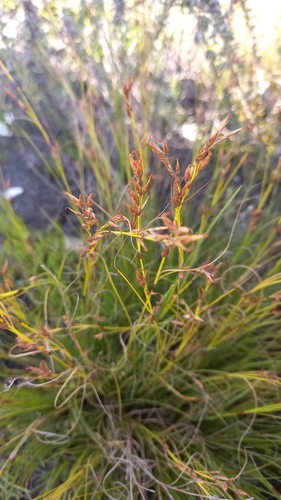 Image of Tetraria microstachys by (c) kevin koen, some rights reserved (CC BY-SA)