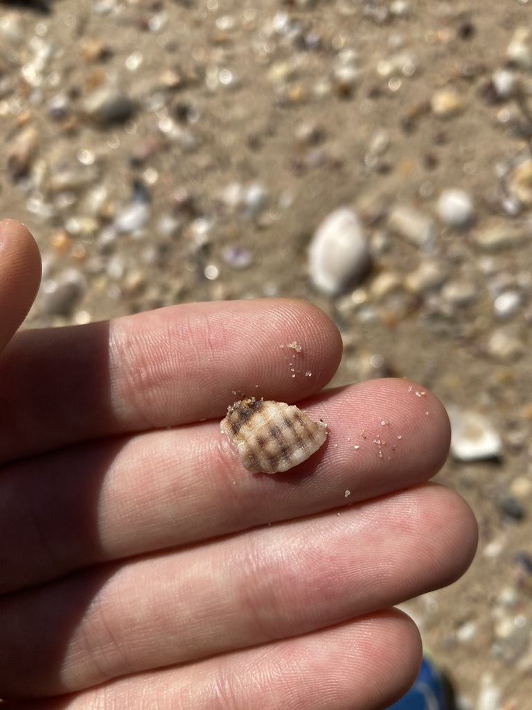 Common Small Purple