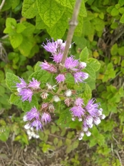 Vernonia saepium