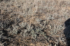 Artemisia terrae-albae