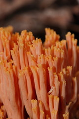 Ramaria anziana