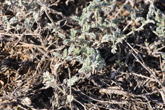 Artemisia terrae-albae